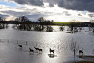 30-12-2012-donauhochwasserhirsche